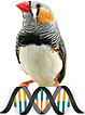 finch
